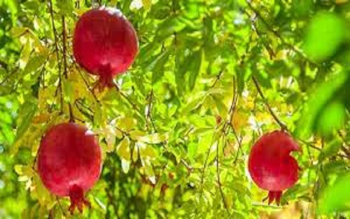 ডালিম চাষ করুন বাড়ির আঙিনায়